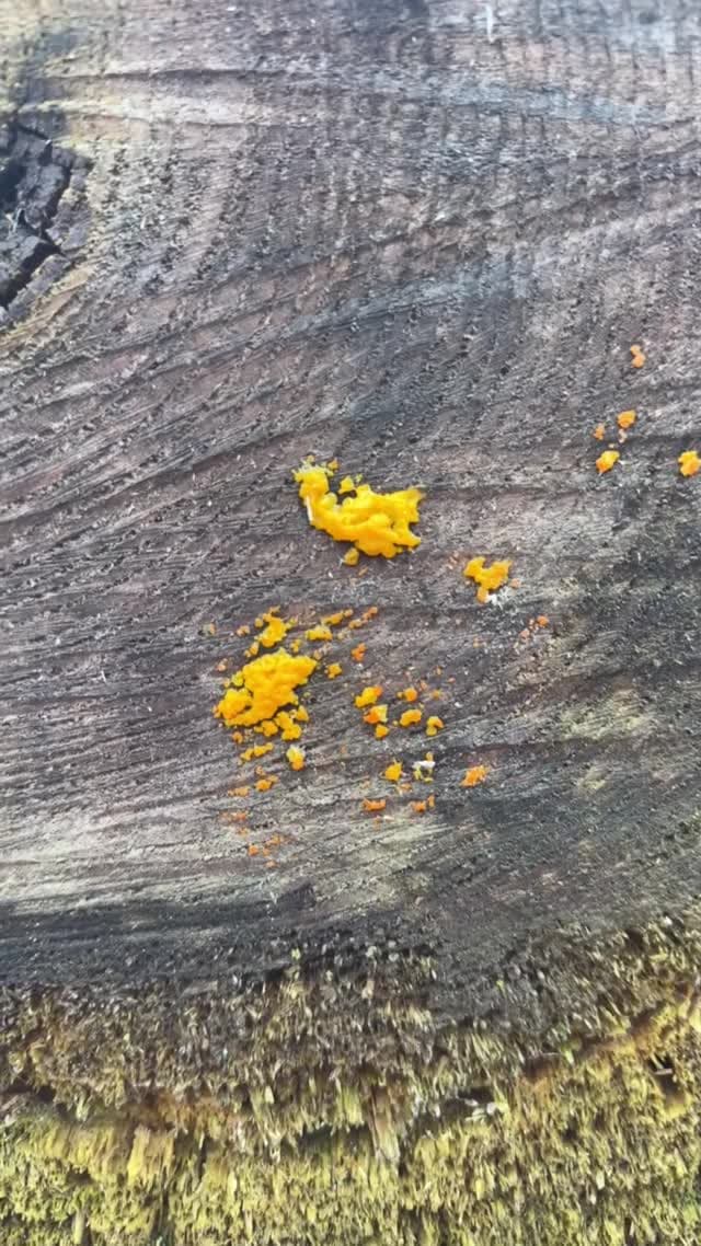 Slime Mold