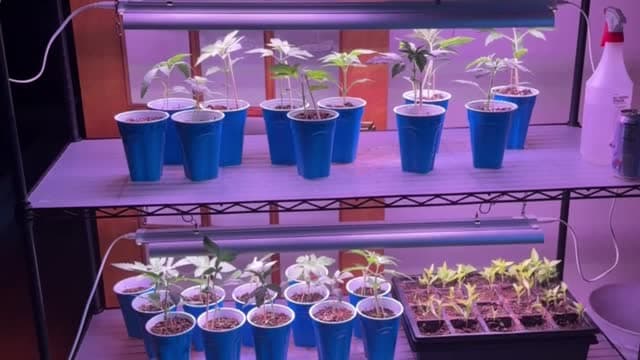 Cannabis Project 4/7/26