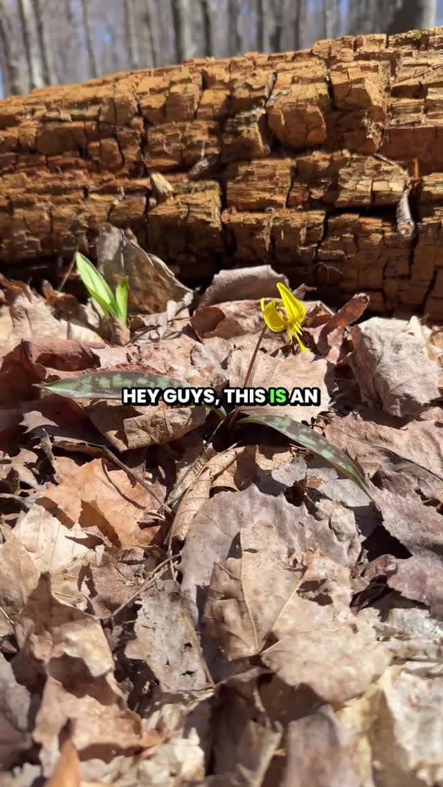 Blooming Yellow Trout Lily